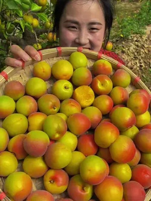 夏果正紅 品味優(yōu)質農(nóng)產(chǎn)品——當季新鮮大紅杏